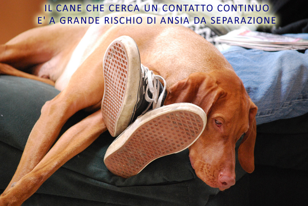 http://www.orsamaggiorevet.it/images/malattie/Ansia/Separation-Anxiety-Velcro-Dog-CCCPxokkeu.jpg
