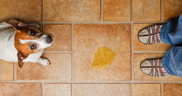 La coprofagia: quando il cane mangia le cacche (sue o altrui) - Ti presento  il cane