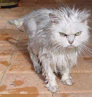 wet%20kitty